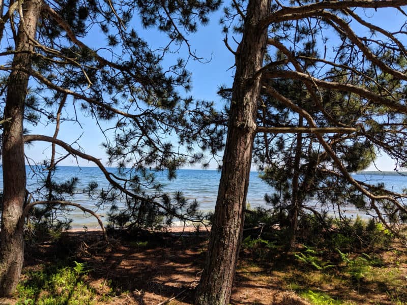 Beach thru Pines