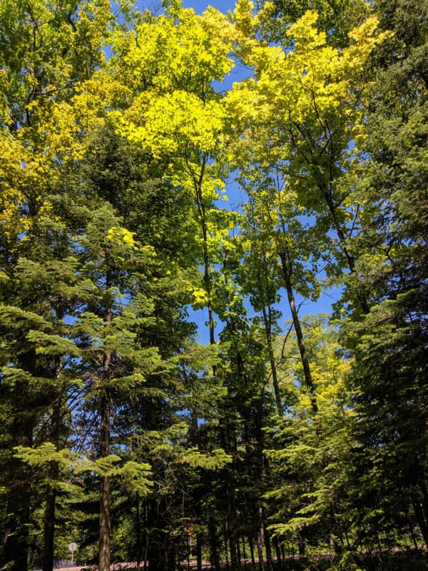 Campsite Trees