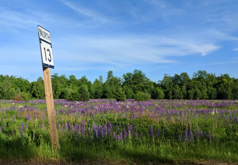 Lots of Lupines North 13