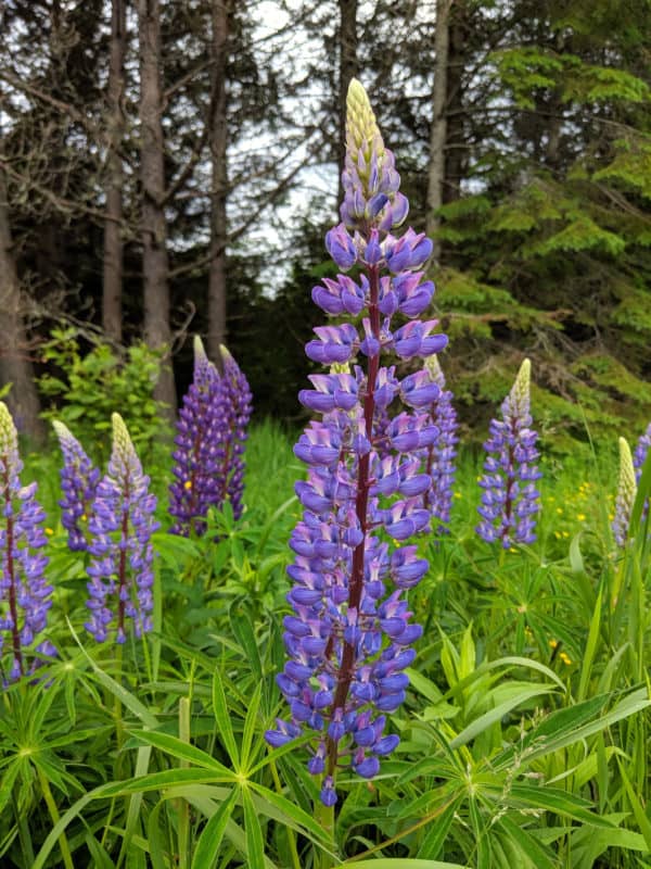 Madeline Island wildflowers