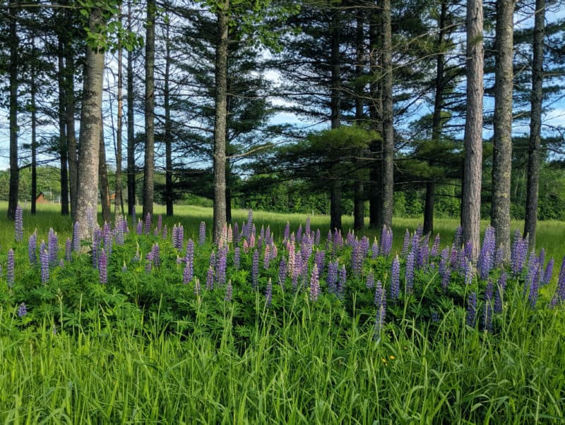 Lupins on Rd Pines House