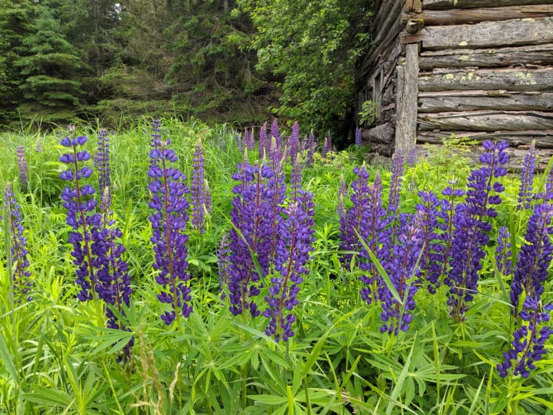 Madeline Island wildflowers